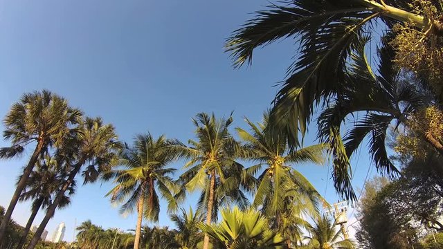 Green city park. Blue sky through palm leaves. Palm trees, people sitting on grass. Action camera