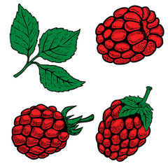 Set of hand drawn raspberries isolated on white background. Design elements for logo, label, emblem, sign, menu, poster. Vector illustration