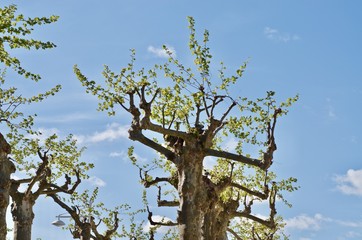 Fresh green platanus trees