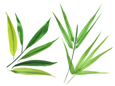 watercolor bamboo leaves