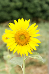 nature,flower,close up