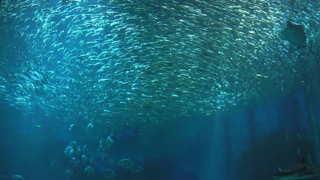Large school of Bigeye sardine forming a tornado
(With Sharks and Manta Ray)