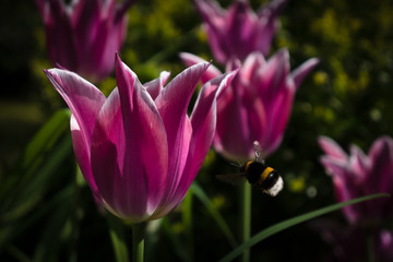Close up of Summer Flowers