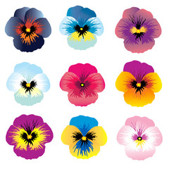 Set of flowers of violas of different colors on a white background