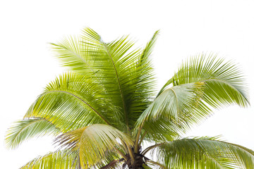 Coconut palm tree isolated on white background.