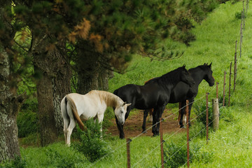 Obraz na płótnie Canvas three horses at fence