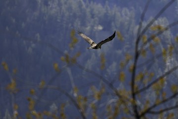Golden Eagle Flying Away
