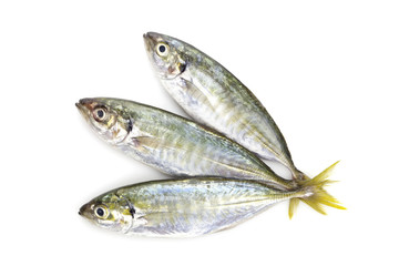 Yellow stripe trevally fish isolated on a white background.