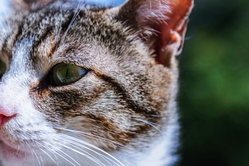 Stray cat staring closeup