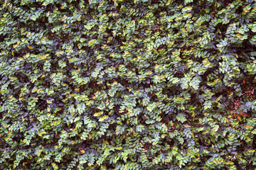 Natural green leaf on wall nature background.