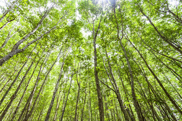 Obrazy na Plexi  zielone tło lasu, na tle przyrody scenerii i projektowania.