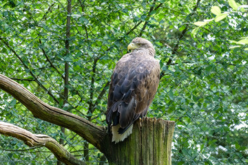 White-tailed sea-eagle. Eagle of the rain, sea grey eagle, erne, gray eagle in Bird park