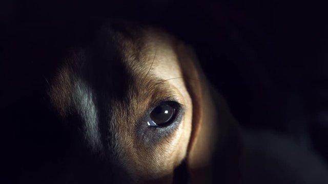 4K Thriller, Horror Animal Dog Eye in Darkness