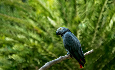 On a tree branch sits a parrot of zhako in Sunny day on green and yellow blurred background