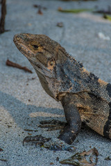 Iguana sun bath on the beach in Costa Rica