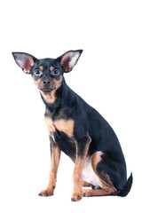 Toy Terrier , dog isolated , puppy , cute