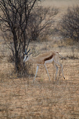 Nature in Africa
