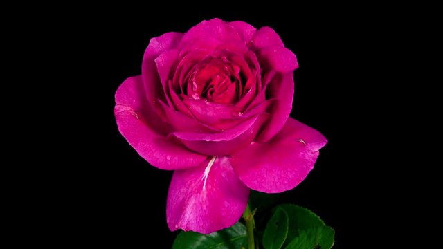 Pink rose with water drops blooming timelapse