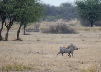 Fototapeta premium Nature in Africa