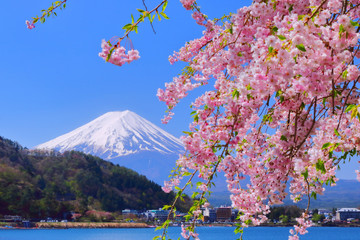 【山梨県】河口湖の桜と富士山