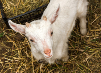Fototapeta premium A goat in the paddock and on the grass eating grass and hay background
