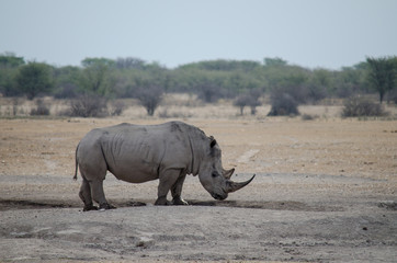 Fototapeta premium Nature in Africa