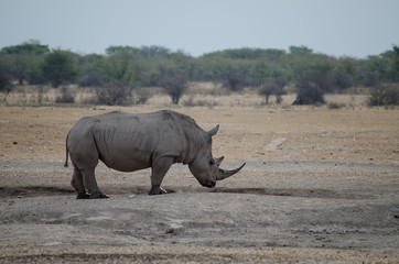 Fototapeta premium Nature in Africa