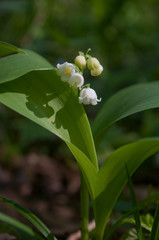 muguet porte bonheur en forêt 