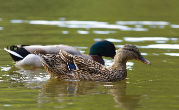 A pair of Ducks