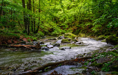 Rapid stream in green forest