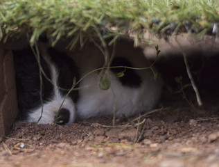 landseer puppy dog newfounland 