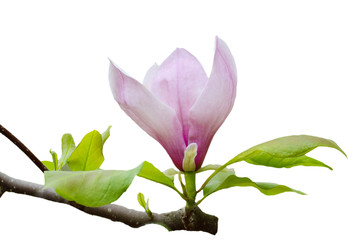 Branch of pink magnolia flower with green leaves isolated on the white