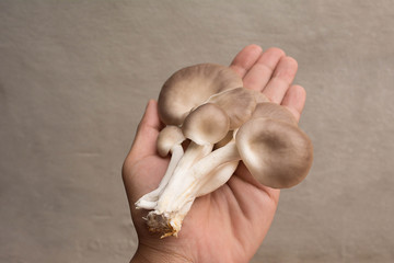 Oyster Mushroom or Indian Oyster, Phoenix Mushroom. Mushroom on hand.