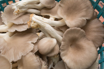 Mushroom In the basket. Oyster Mushroom or Indian Oyster, Phoenix Mushroom. 