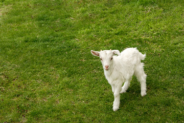 Obraz premium Little young goat on the grass