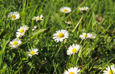 some nice white daisies growing in the grass in spring