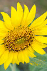 Naklejka premium nature,flower,close up