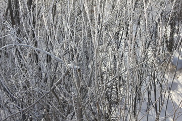 Snow-covered and frozen shrubbery 30379