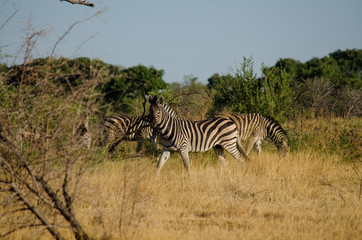 Fototapeta na wymiar Nature in Africa