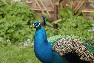 The Beautiful Colours and Feathers of a Peacock Bird.