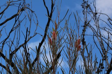 Texture of Western Australian wildflower (Hakea francisiana) in front of blue sky