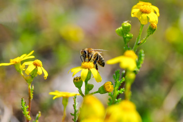 bee macro in green nature