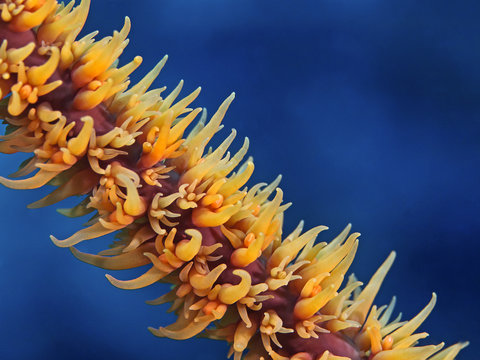 Whip coral close-up, Peitschenkorallen-Detail