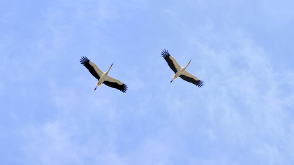 storks in flight
