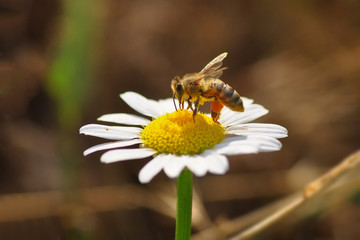 Fototapeta premium bee macro in green nature