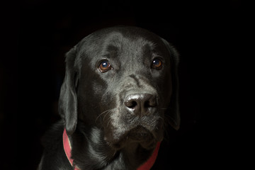 Portrait of a Labrador Dog Close-up on a black background