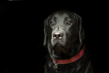 Portrait of a Labrador Dog Close-up on a black background