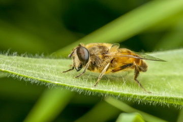 bee macro in green nature