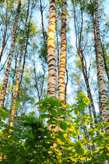 Fototapeta premium summer in sunny birch forest