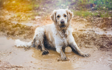 Golden retriever in the puddle